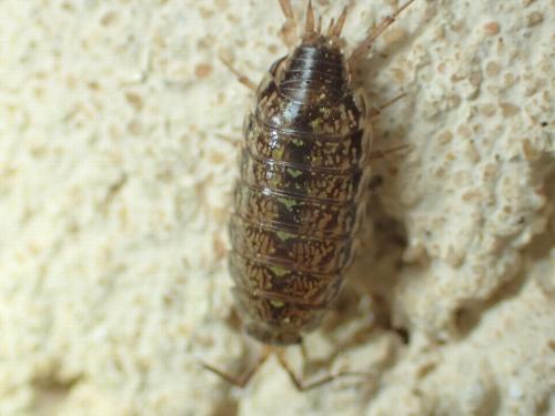 Philoscia affinis